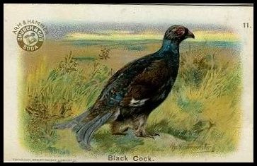11 Black Cock